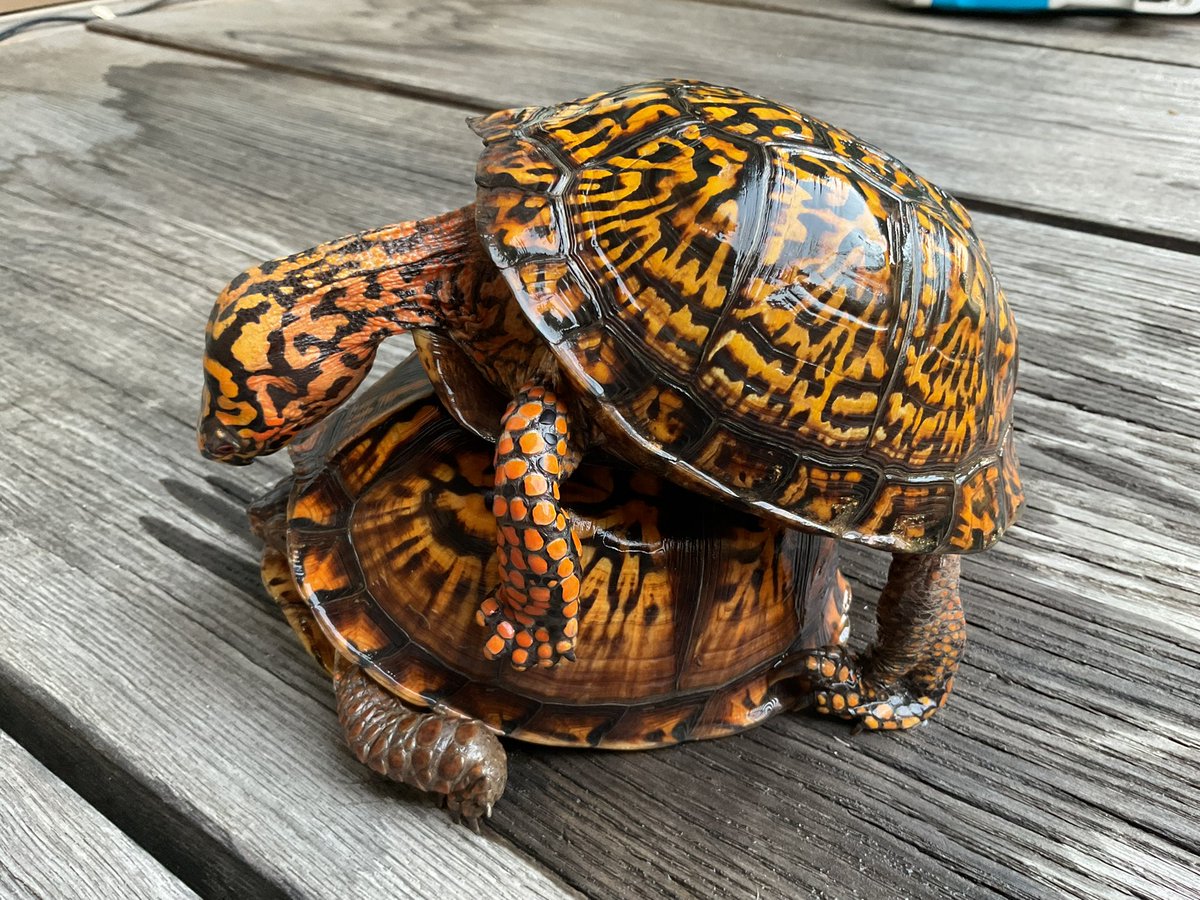 サン・シェパード tweet media