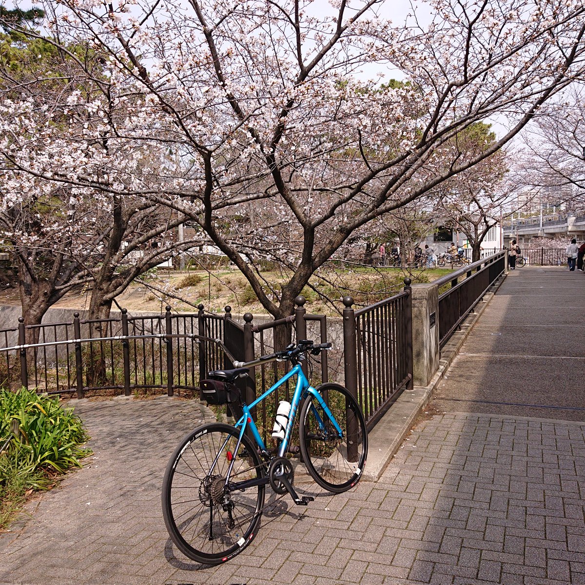hazeworks's tweet photo. 嫁さんと一緒に夙川あたりをのんびりサイクリング。
桜はもう少しかな。
#ESCAPERDISC #CROSTAR #GIANT https://t.co/m3yk5JPzJL