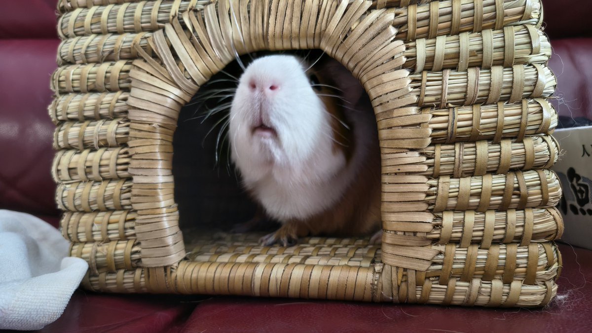 ゆうき tweet media