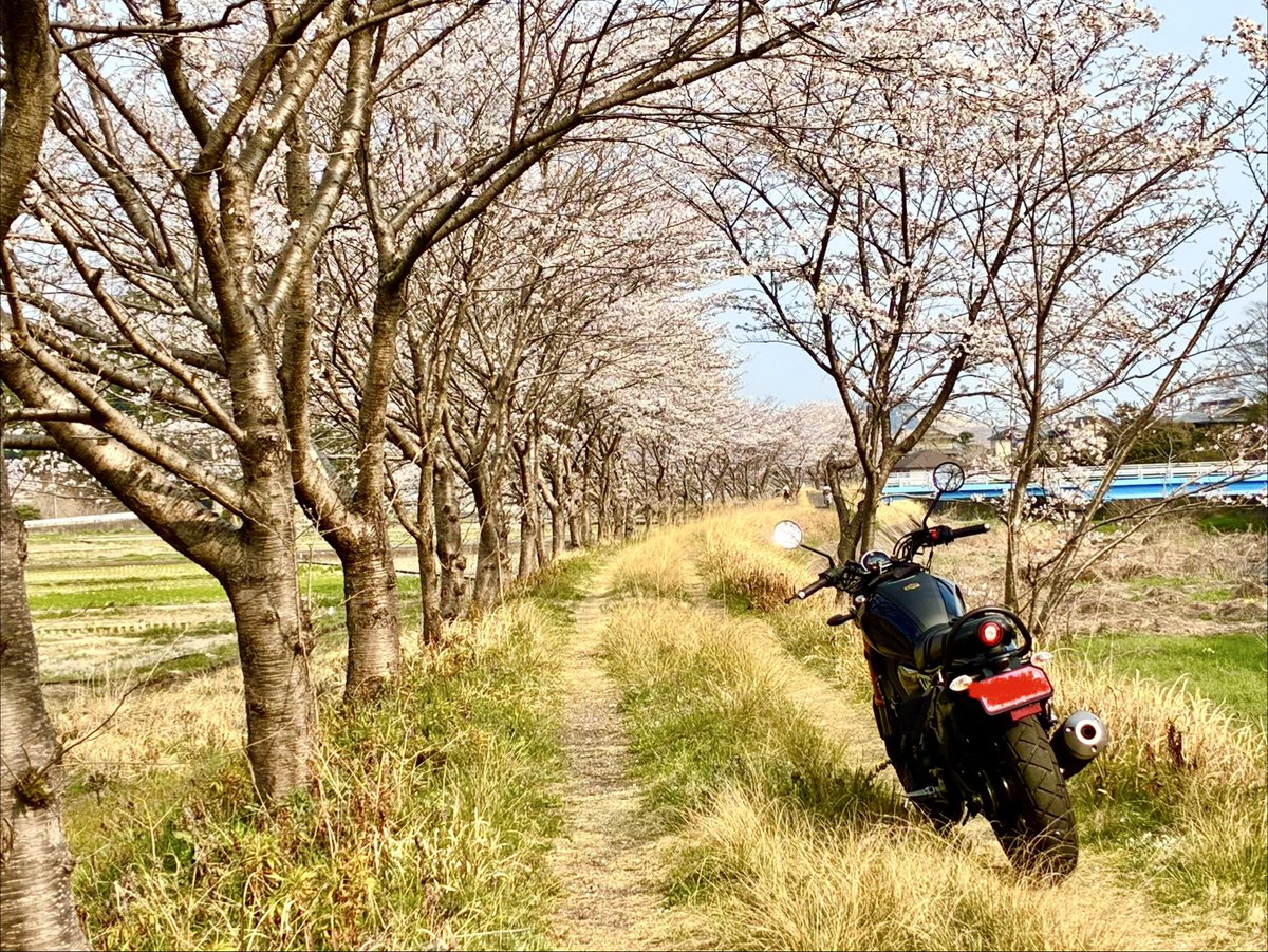 プイプイ⭐︎ tweet media