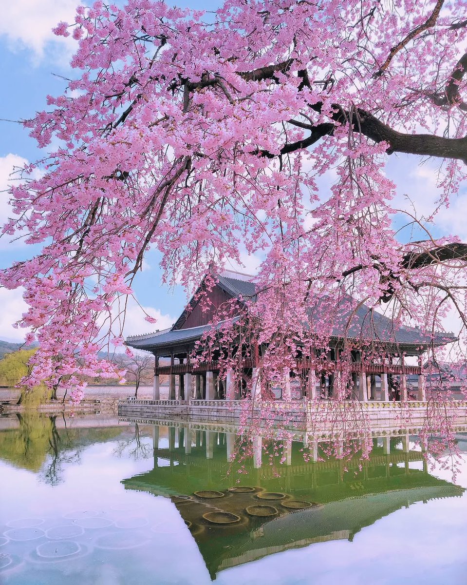 늘푸른소나무 tweet media