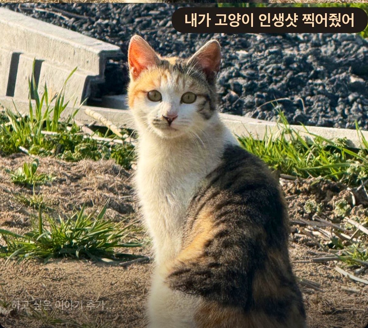 슈뢰딩거의✘시파이터 tweet media