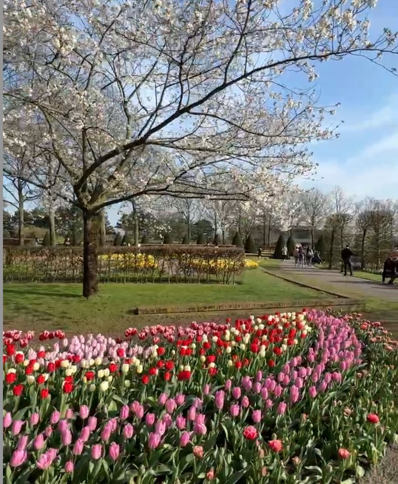 You’re in Amsterdam and you don’t know this spot?🌸
For about 10 days, the city turns into this soft pink dream… then it’s gone.
I wrote exactly where to go before it disappears 👇
fromcongototheworld.com/cherry-blossom…
#Amsterdam #CherryBlossom #Sakura #Spring2026