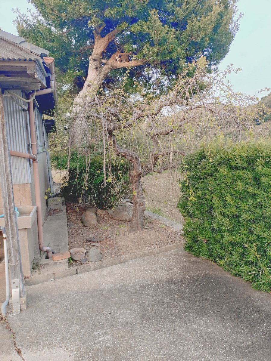 yabuchan tweet media