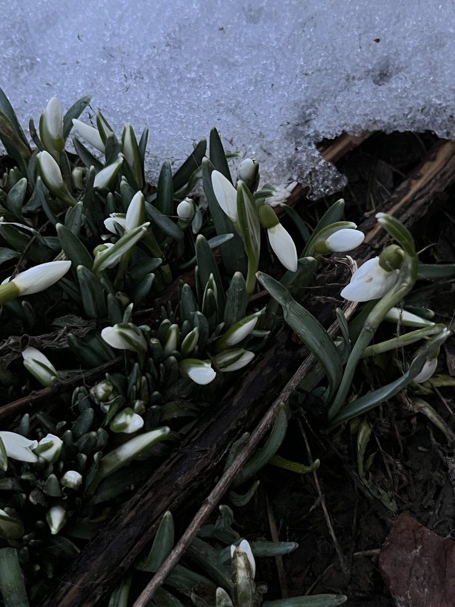 . ݁₊ ⊹ Дед Ленточка . ݁₊ ⊹ . tweet media