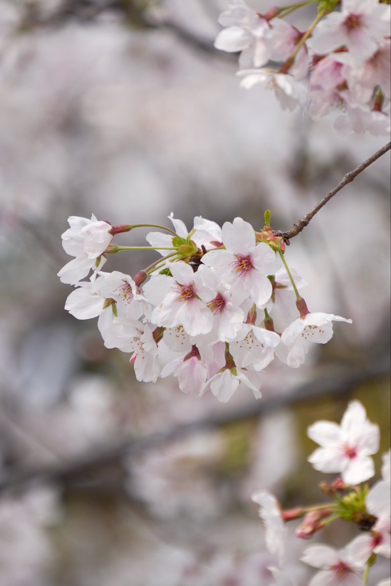 ひろき tweet media