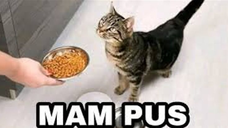 Mertua Mohan tweet media