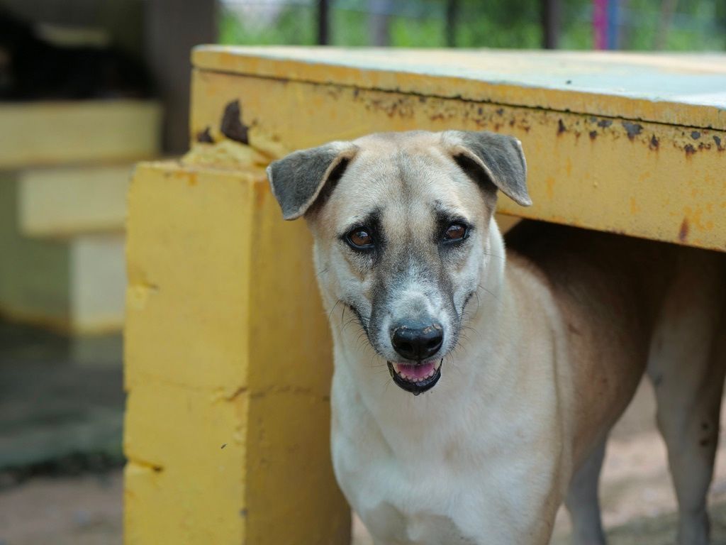 TMTRD - The Man That Rescues Dogs Foundation tweet media