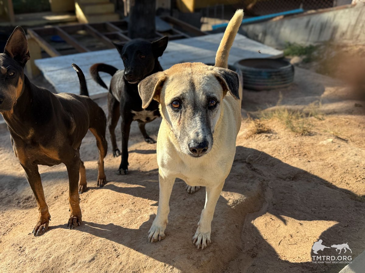 TMTRD - The Man That Rescues Dogs Foundation tweet media