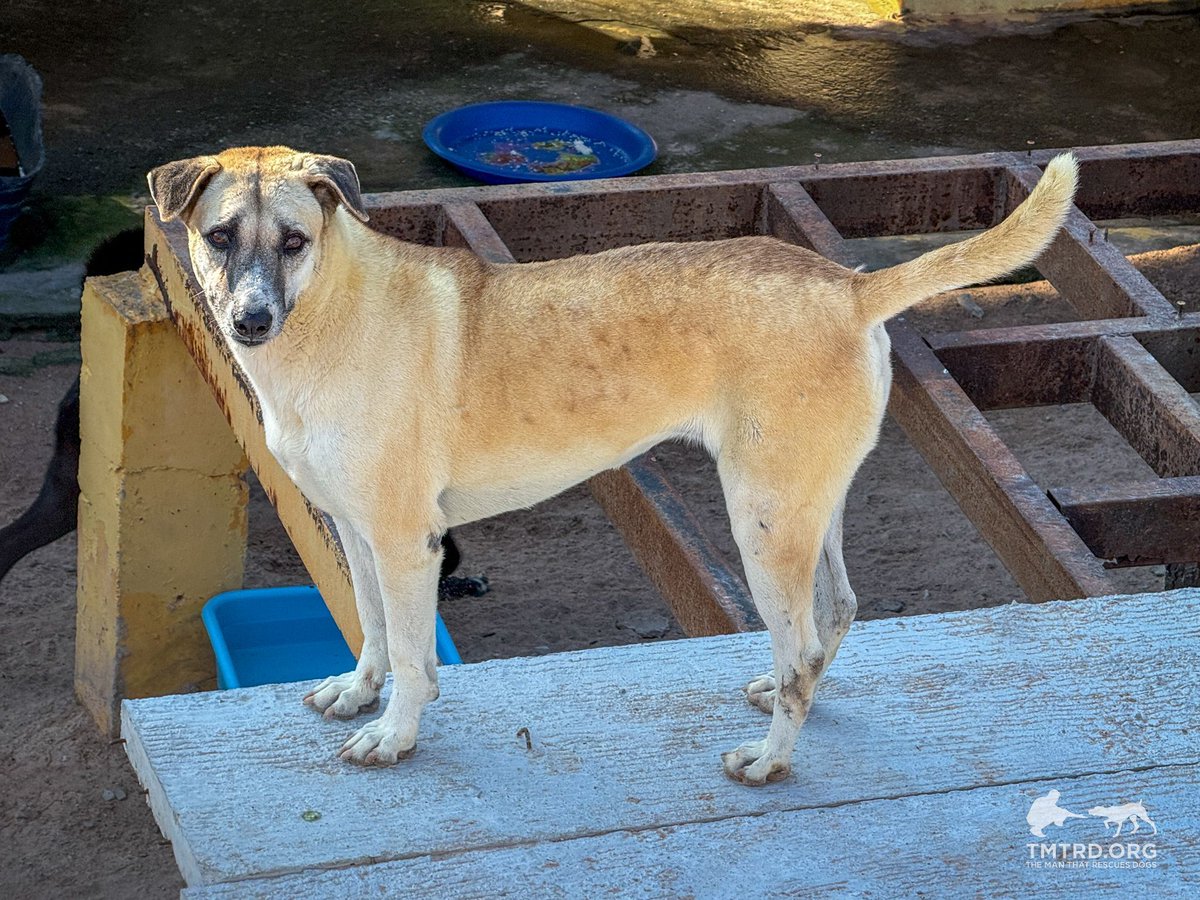 TMTRD - The Man That Rescues Dogs Foundation tweet media