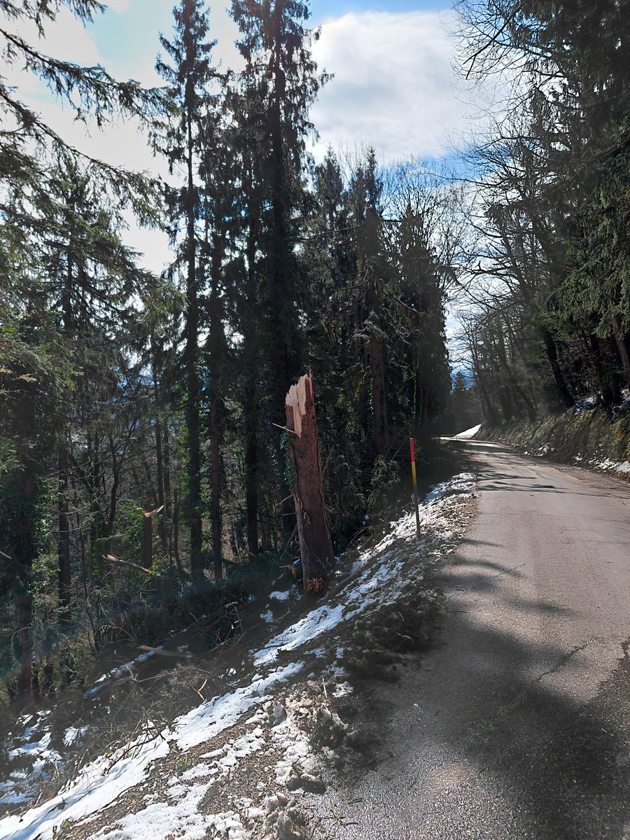 Miki Trillane tweet media