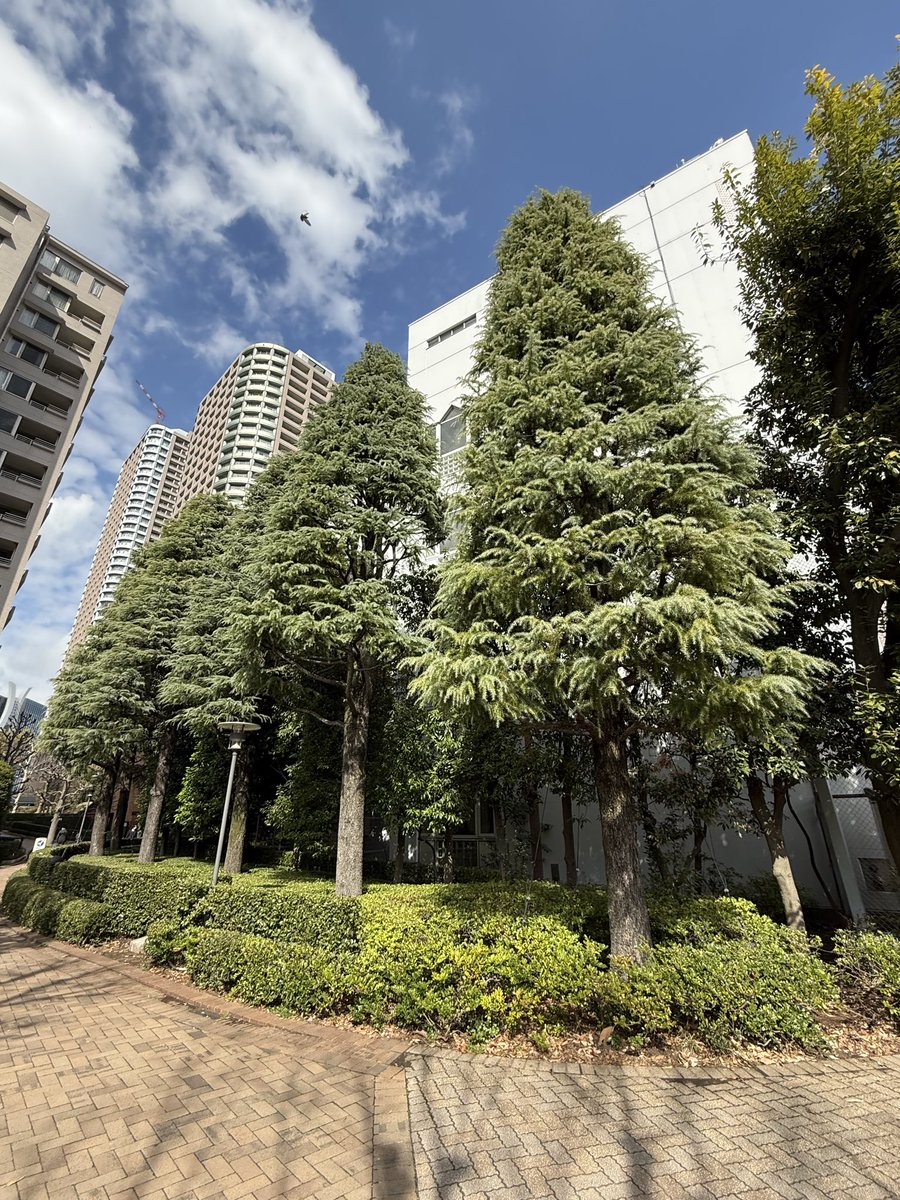 kurita88's tweet image. ■ 【Tree Form-65】
The Himalayan cedar, native to the Himalayas, is a beautiful evergreen tall tree often seen in parks, schools, and public spaces in Japan. Please take a look at the photos. I will introduce more examples of beautiful tree forms from various places on another