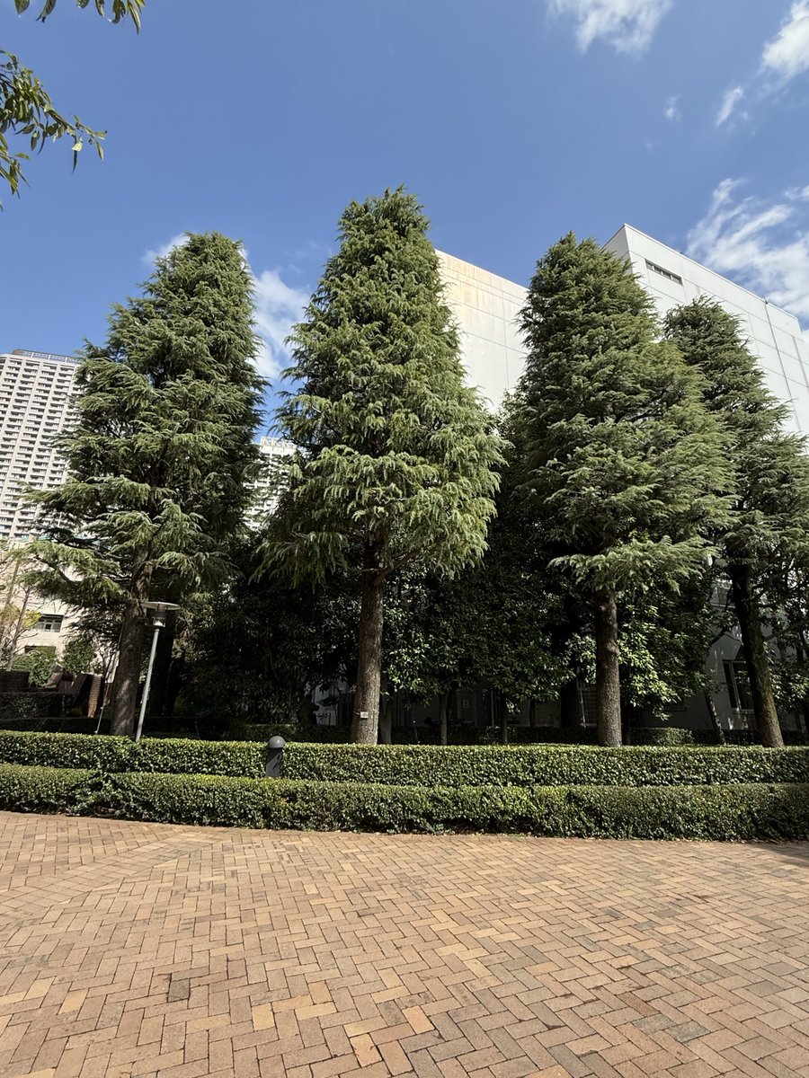 kurita88's tweet image. ■ 【Tree Form-65】
The Himalayan cedar, native to the Himalayas, is a beautiful evergreen tall tree often seen in parks, schools, and public spaces in Japan. Please take a look at the photos. I will introduce more examples of beautiful tree forms from various places on another