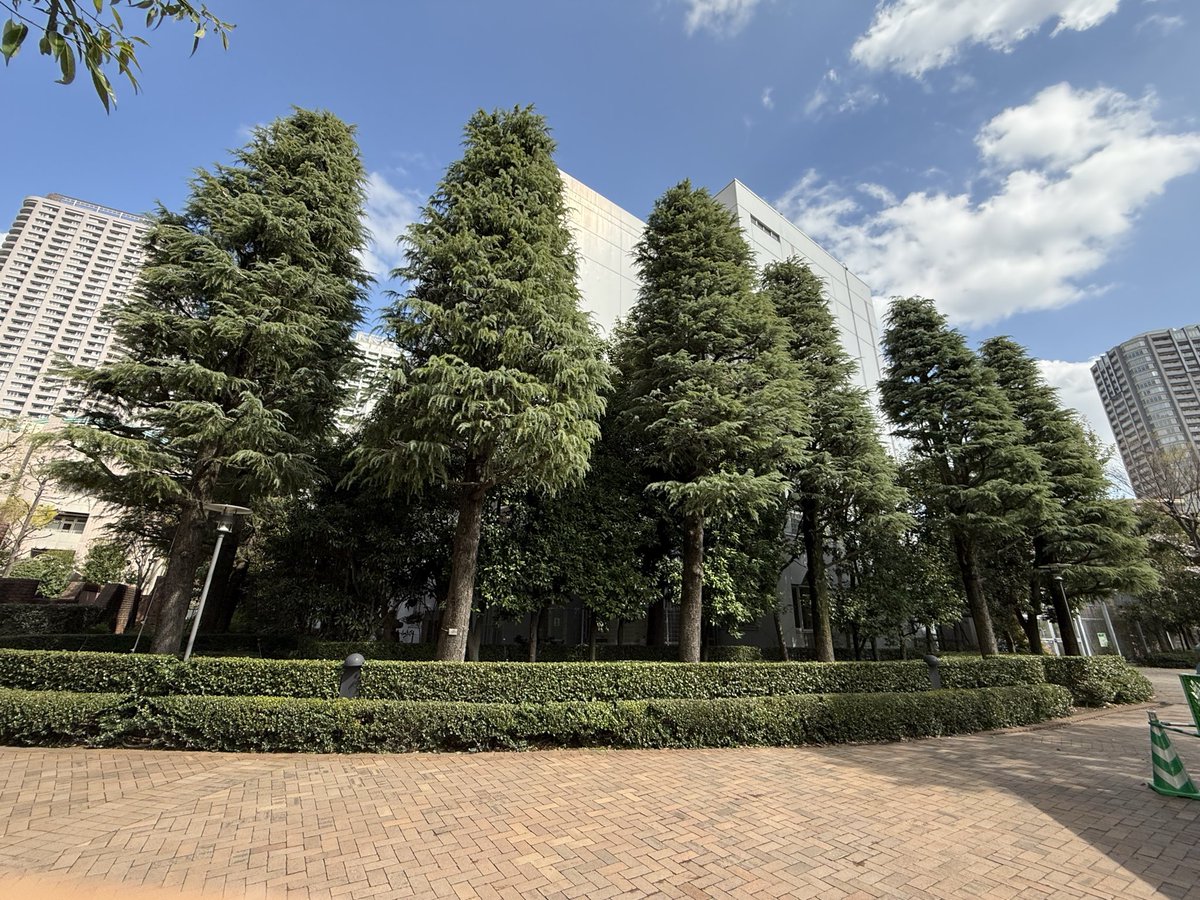 kurita88's tweet image. ■ 【Tree Form-65】
The Himalayan cedar, native to the Himalayas, is a beautiful evergreen tall tree often seen in parks, schools, and public spaces in Japan. Please take a look at the photos. I will introduce more examples of beautiful tree forms from various places on another