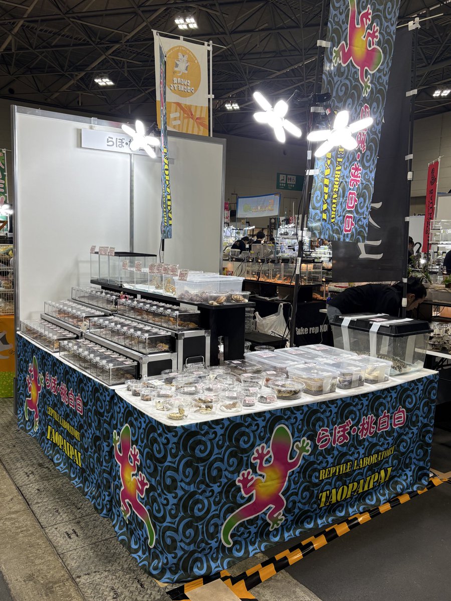 らぼ・桃白白🦎 tweet media