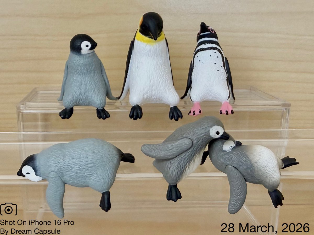 ドリームカプセルの中の人【公式】 tweet media