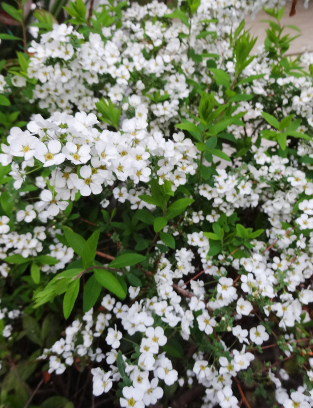 マリア(TABEPNA Mariage) tweet media