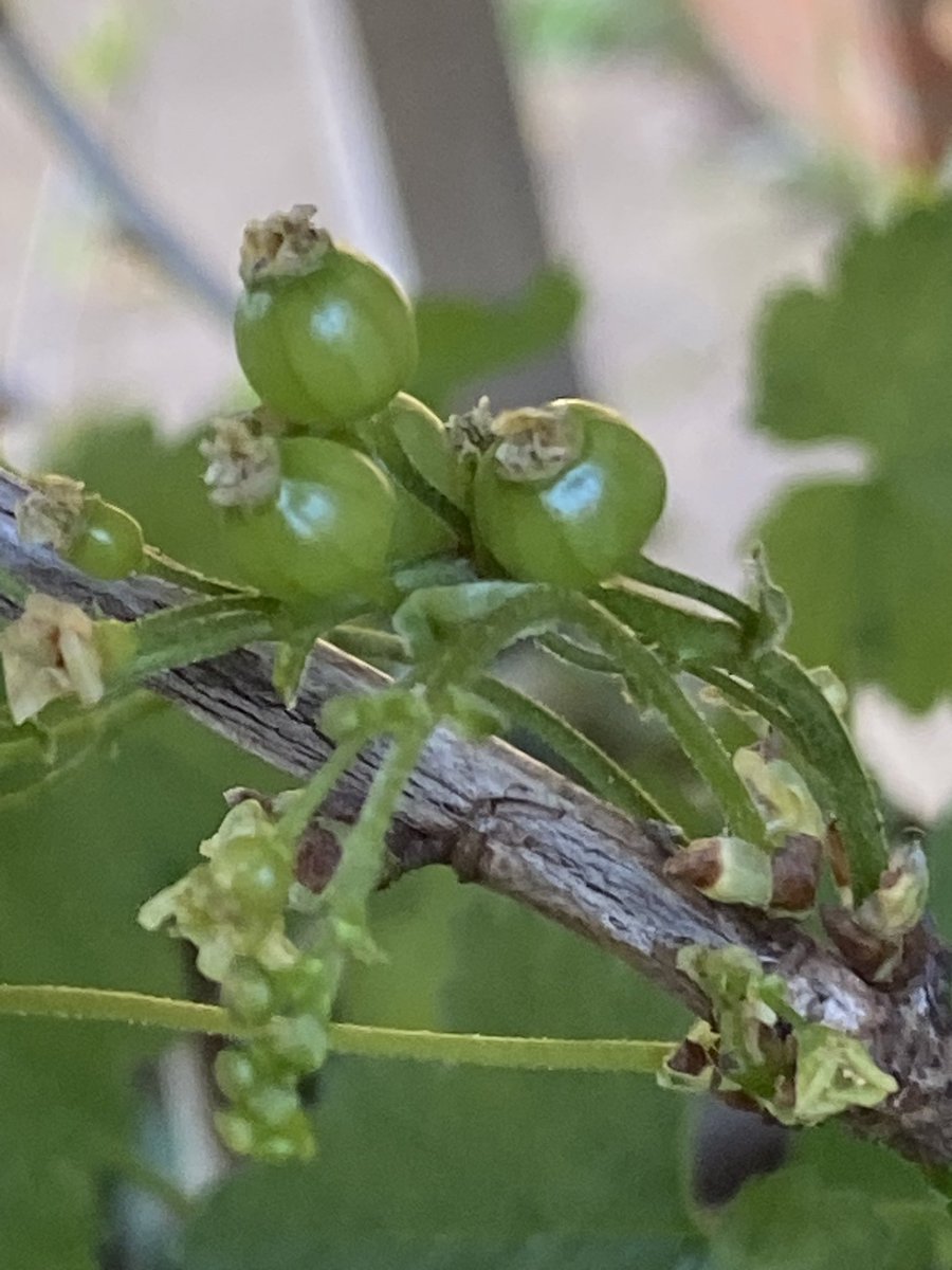 Ken Hunt tweet media