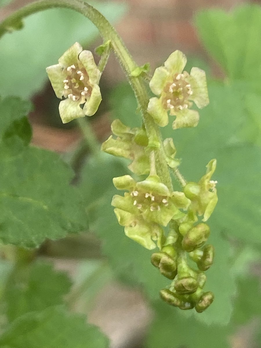 Ken Hunt tweet media