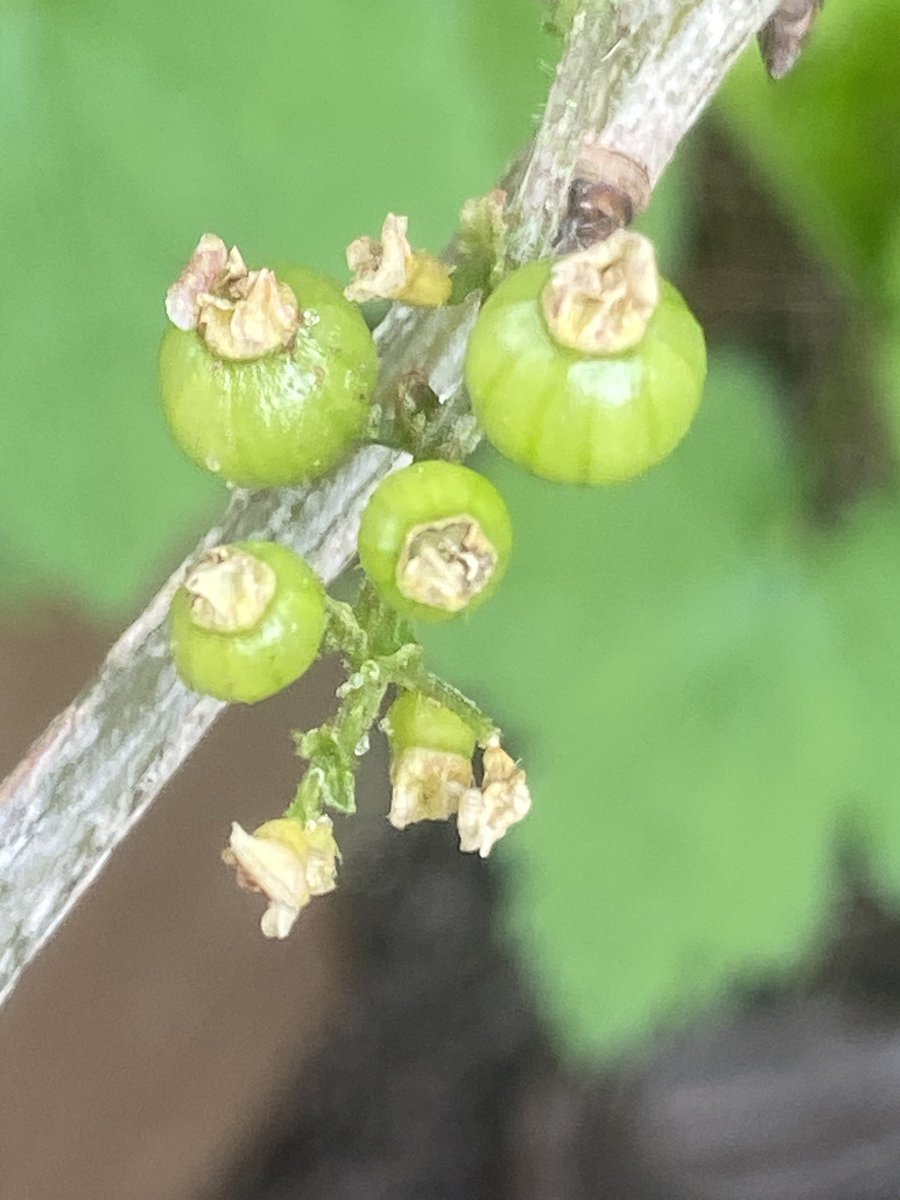 Ken Hunt tweet media