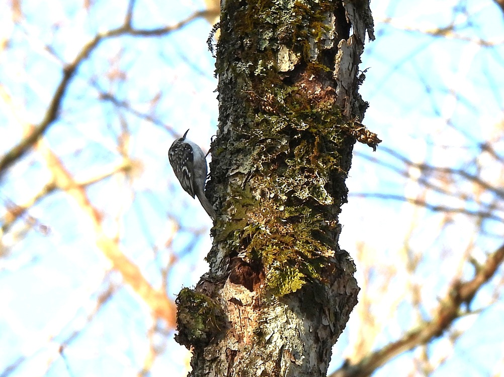 もう夕方ですが珍しく朝の散歩602
遠出：奥日光
#キバシリ 初見