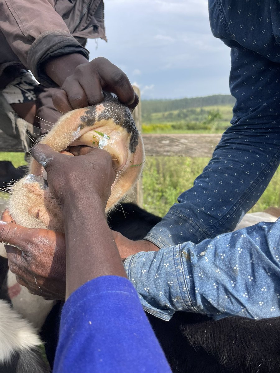 Duke Mike tweet media