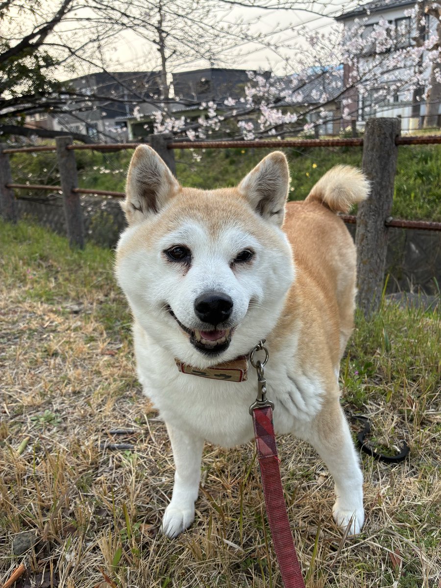 食ぱん大好き「ぱんおじさん」 tweet media