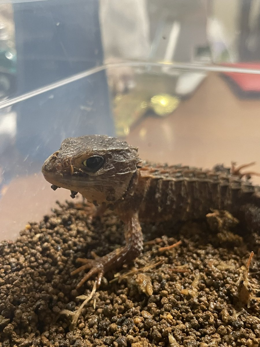 モナカ tweet media