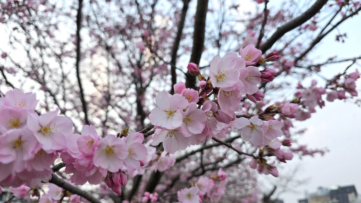 Fun Runner🐈️Rossa tweet media