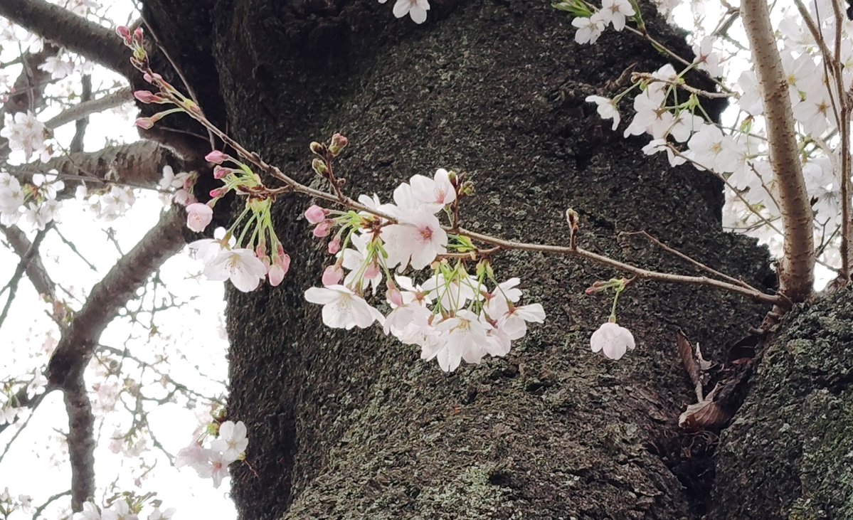 PETIT2(ぷちぷち） tweet media