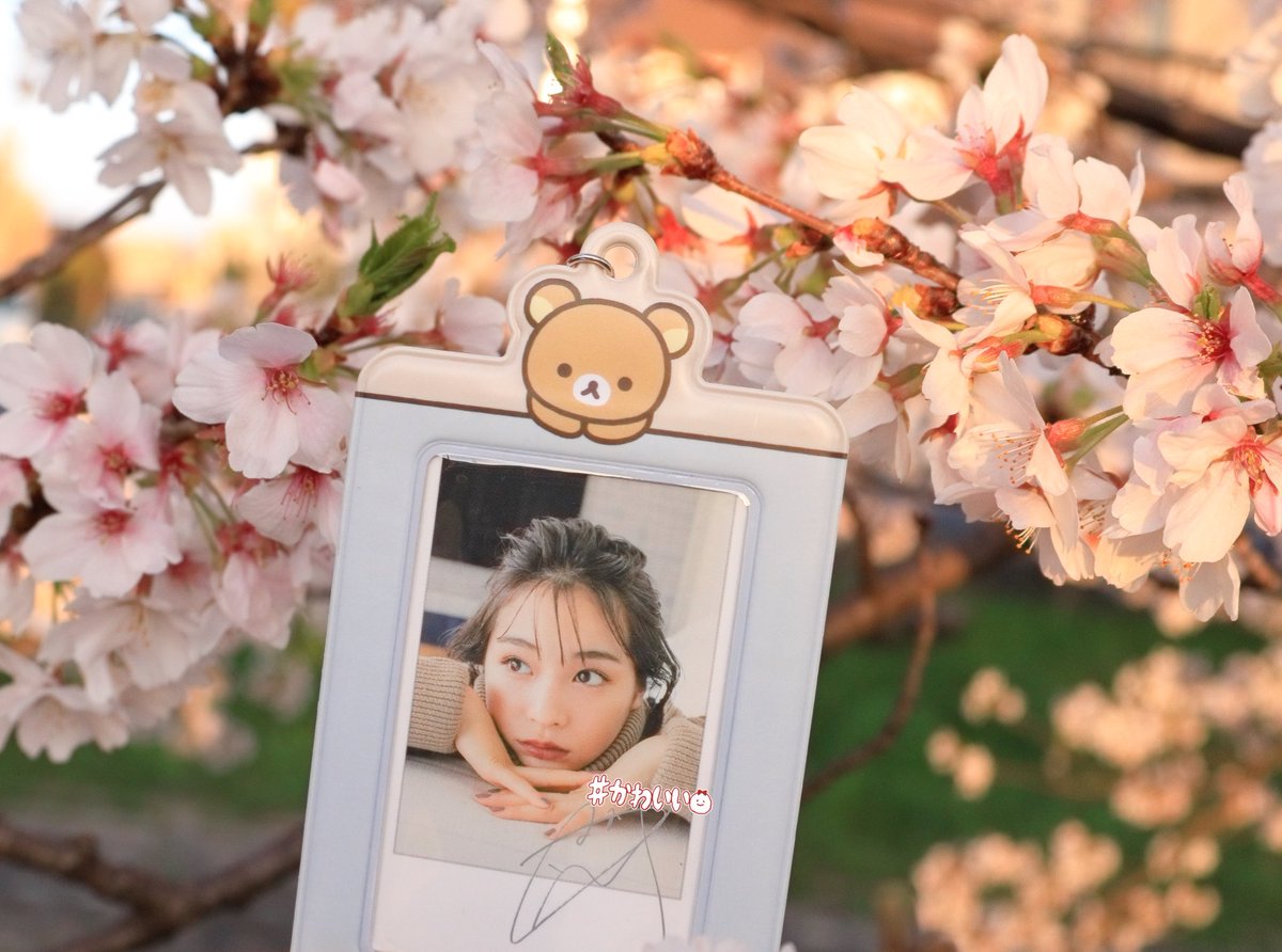 you_suzu19's tweet photo. そろそろ桜みにいきたいな~🌸⸝⋆︎*
(写真は去年の📸) #広瀬すず https://t.co/nusQhWWycv