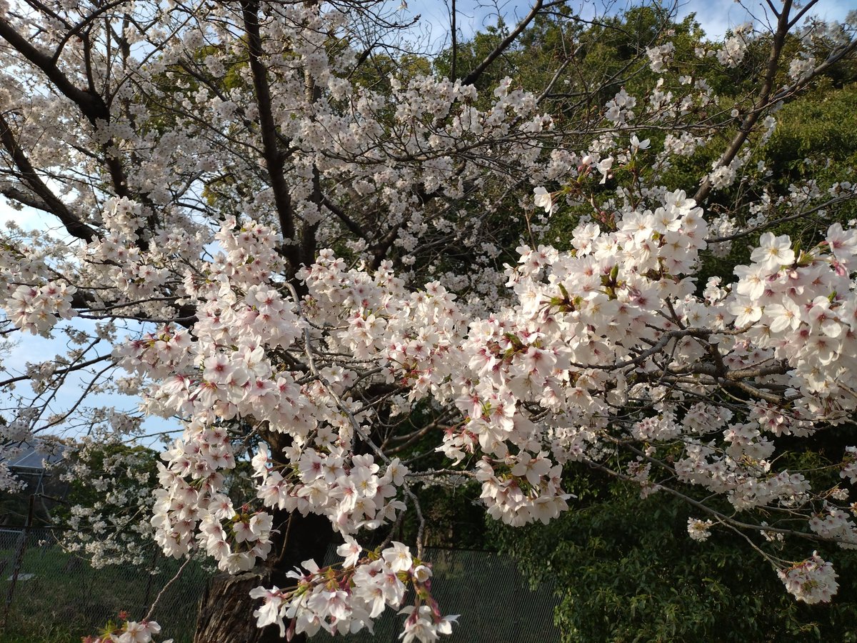 racurua's tweet photo. 光が丘公園で花見！
天気もよく気持ちいい1日でした。 https://t.co/EsaJGAx176