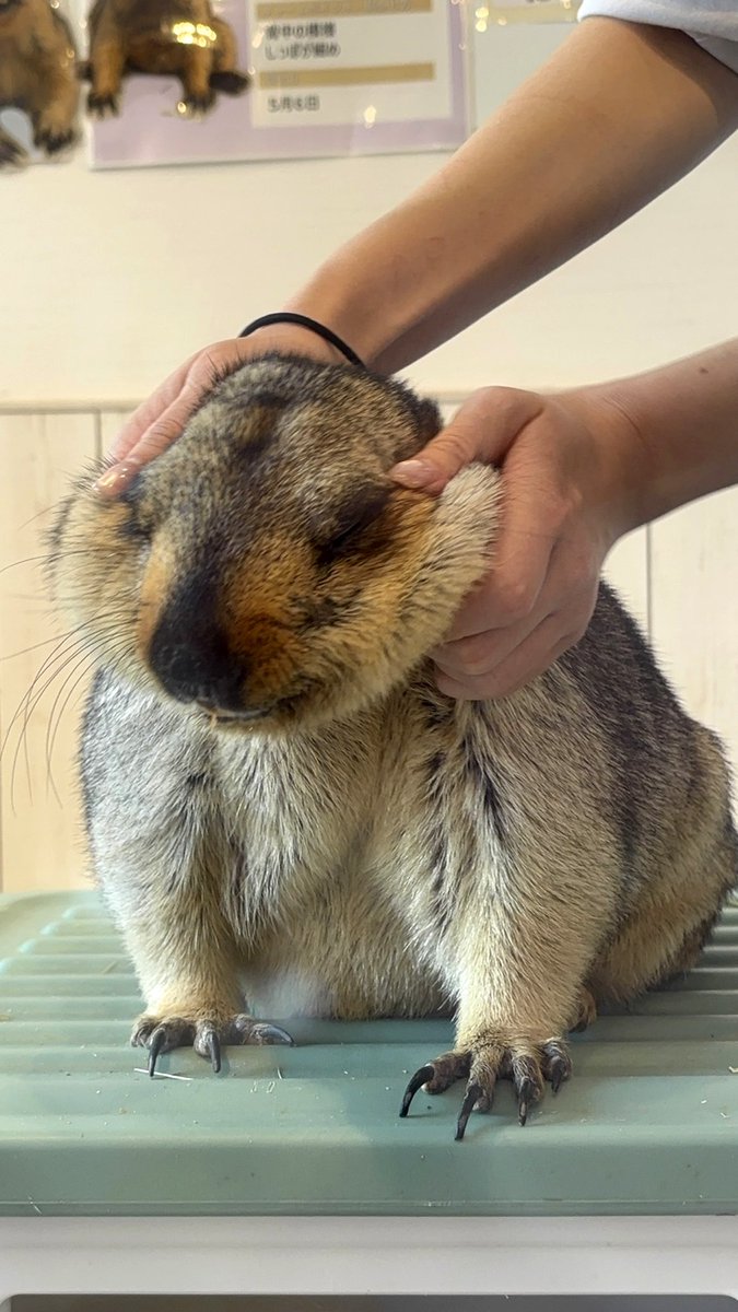 まもちゃ tweet media