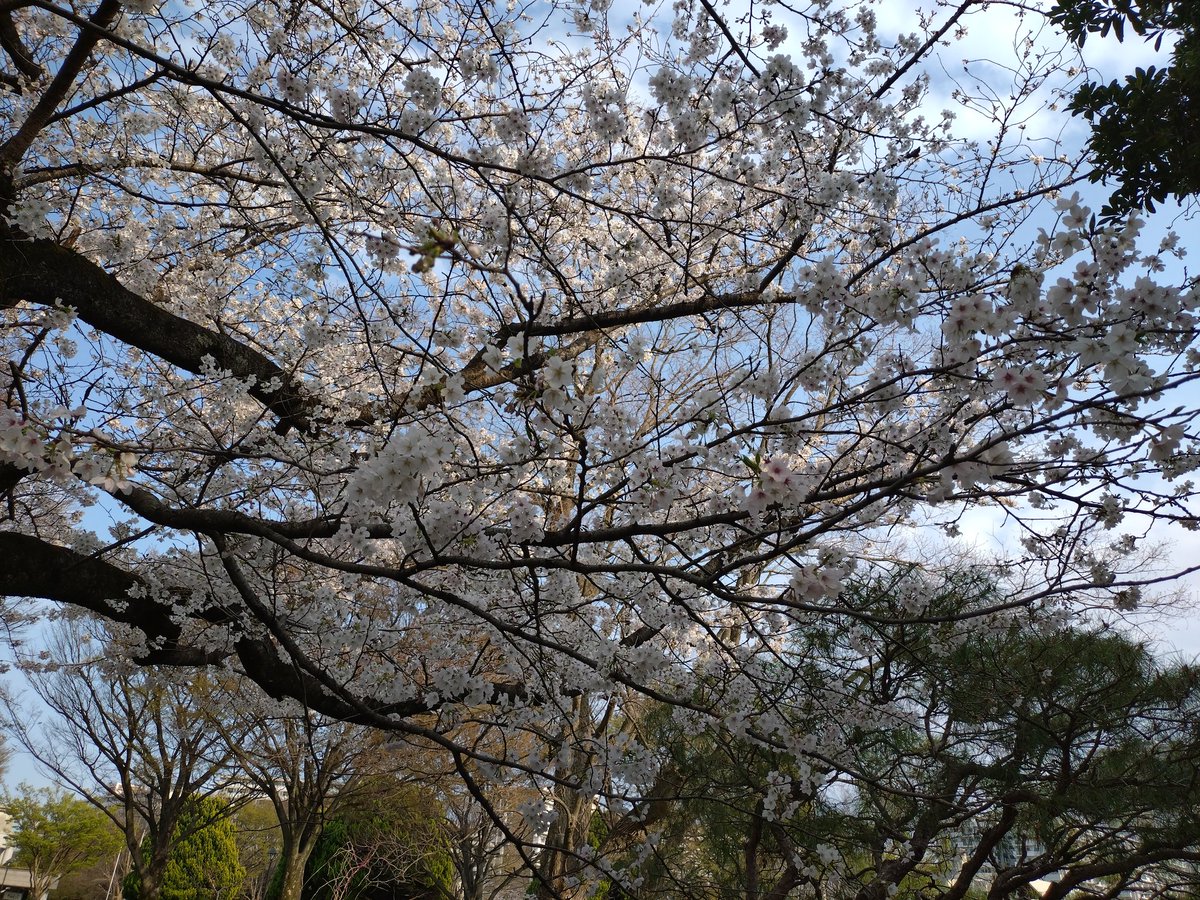racurua's tweet photo. 光が丘公園で花見！
天気もよく気持ちいい1日でした。 https://t.co/EsaJGAx176