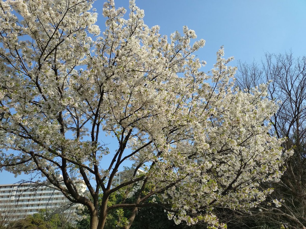 racurua's tweet photo. 光が丘公園で花見！
天気もよく気持ちいい1日でした。 https://t.co/EsaJGAx176