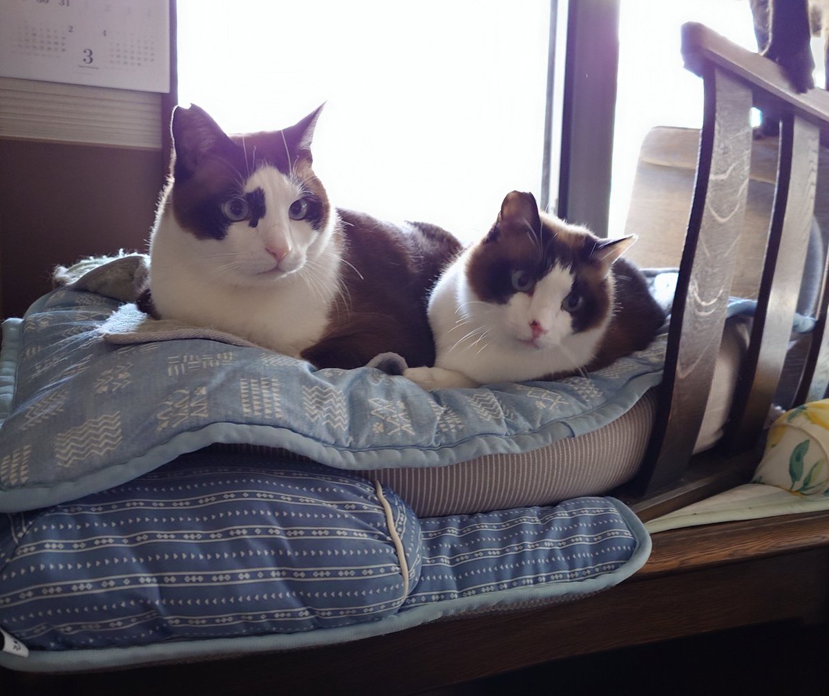 椹野道流🍣フシノミチル tweet media