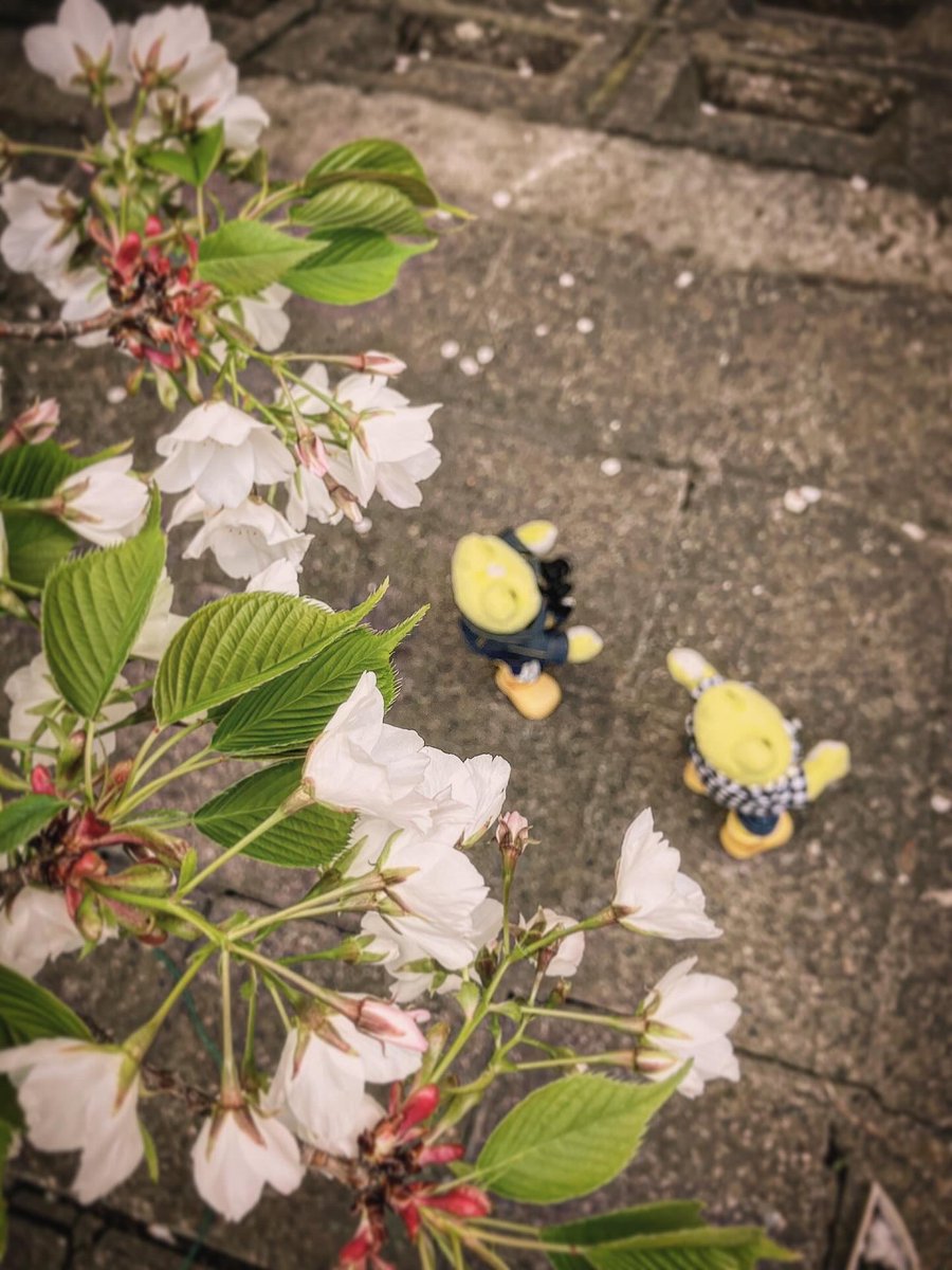 かえるのピクルス/pickles the frog tweet media