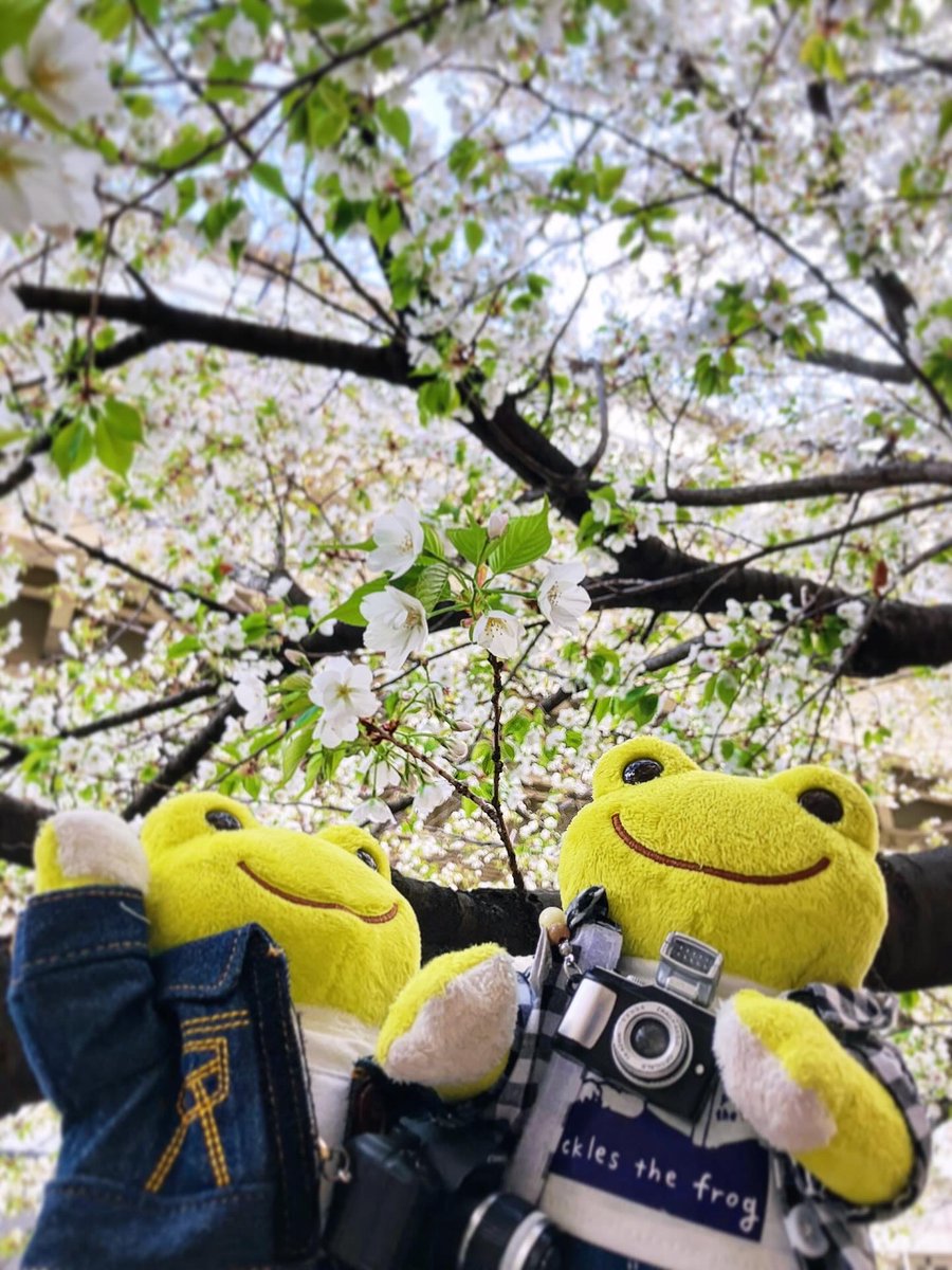 かえるのピクルス/pickles the frog tweet media