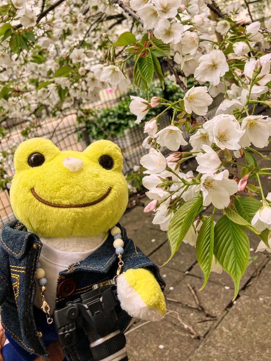 かえるのピクルス/pickles the frog tweet media