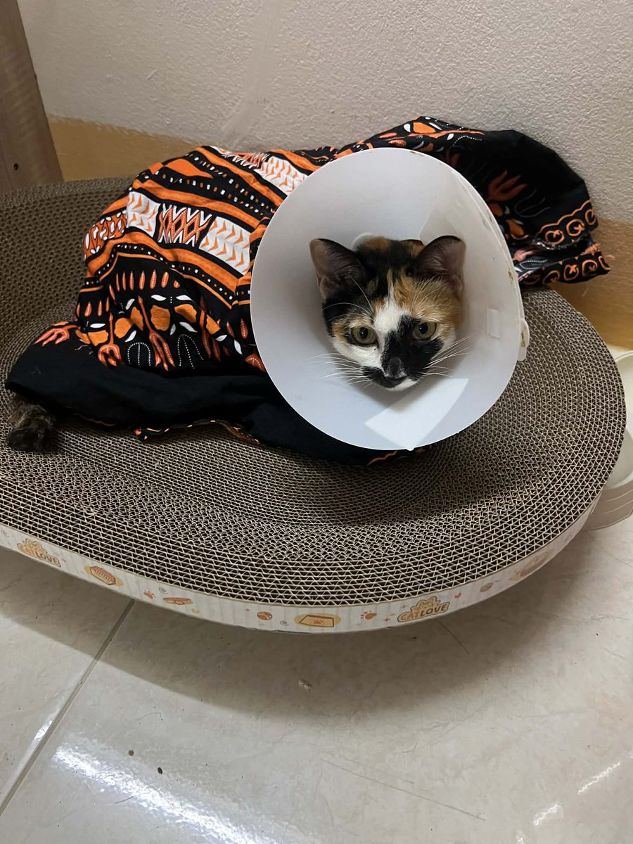 𑣲kittygang⊙⊝⊜💢🍓𝐀𝐑𝐈𝐑𝐀𝐍𝐆⟭⟬ tweet media