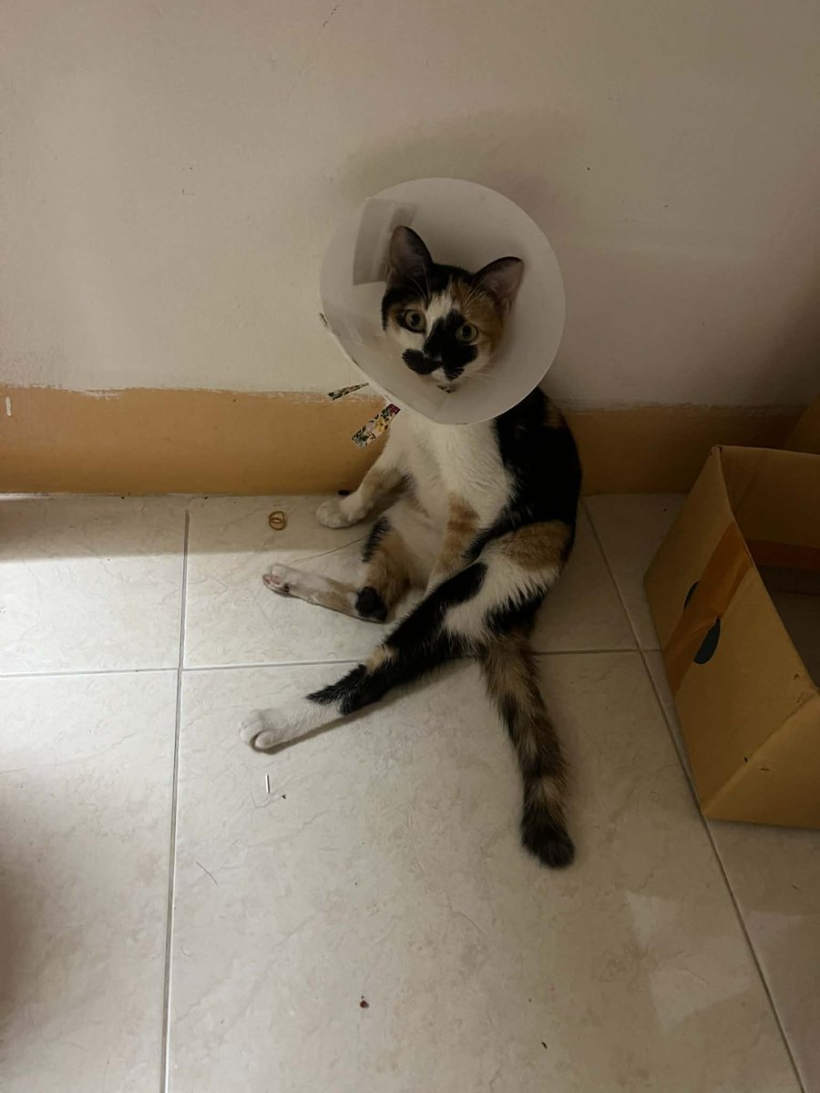 𑣲kittygang⊙⊝⊜💢🍓𝐀𝐑𝐈𝐑𝐀𝐍𝐆⟭⟬ tweet media