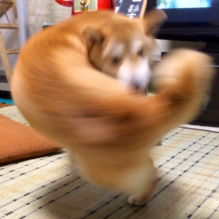 peter as puppies 🐶! tweet media