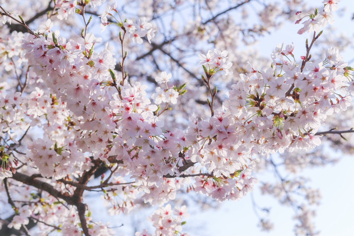 緒方夏生✩オガータ tweet media