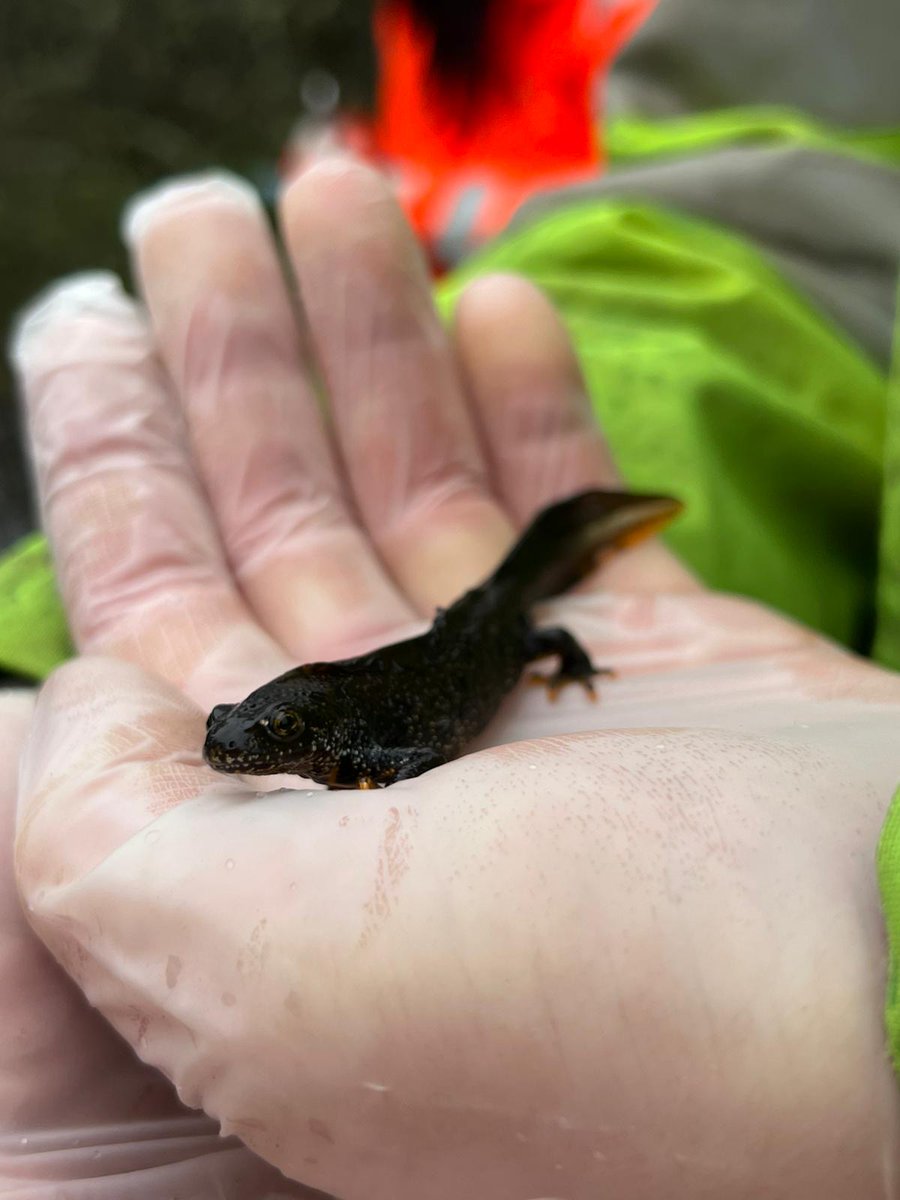 LDV_NNR's tweet photo. Great to have @froglifers back in the #LDV again this week running another Great Crested Newt training course, held between our NNR Base at Bank Island (theory session) and #SkipwithCommon NNR at dusk for the fieldwork - nice to see both NNRs being used for training and learning. https://t.co/Db4oiBCSbO