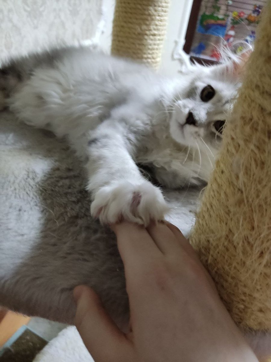 AkaiMoku's tweet photo. Знакомьтесь, Яша https://t.co/J9cS7N52c1