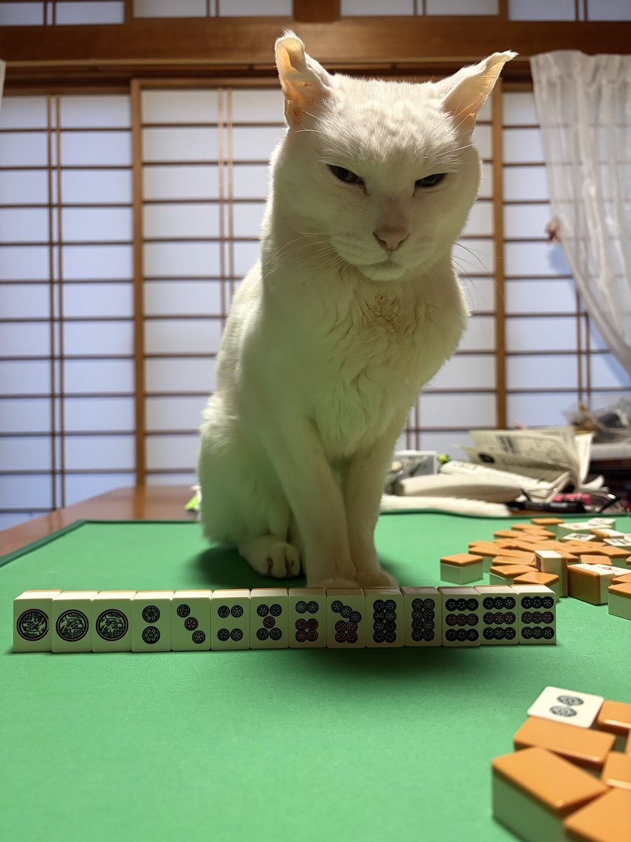 chiemi2222's tweet photo. 麻雀やってると邪魔しにくる猫🐈 https://t.co/TW12E1J32z