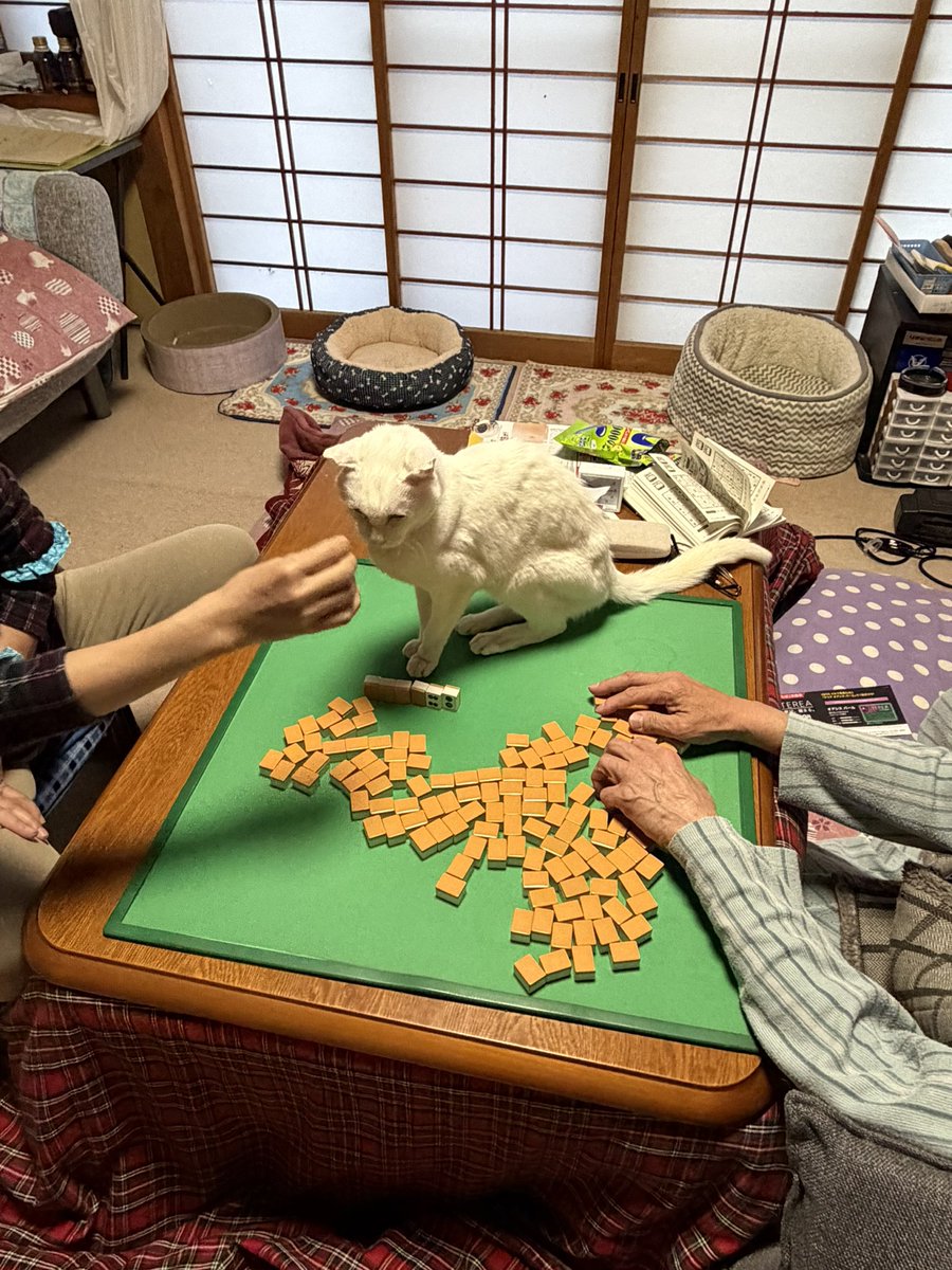 chiemi2222's tweet photo. 麻雀やってると邪魔しにくる猫🐈 https://t.co/TW12E1J32z