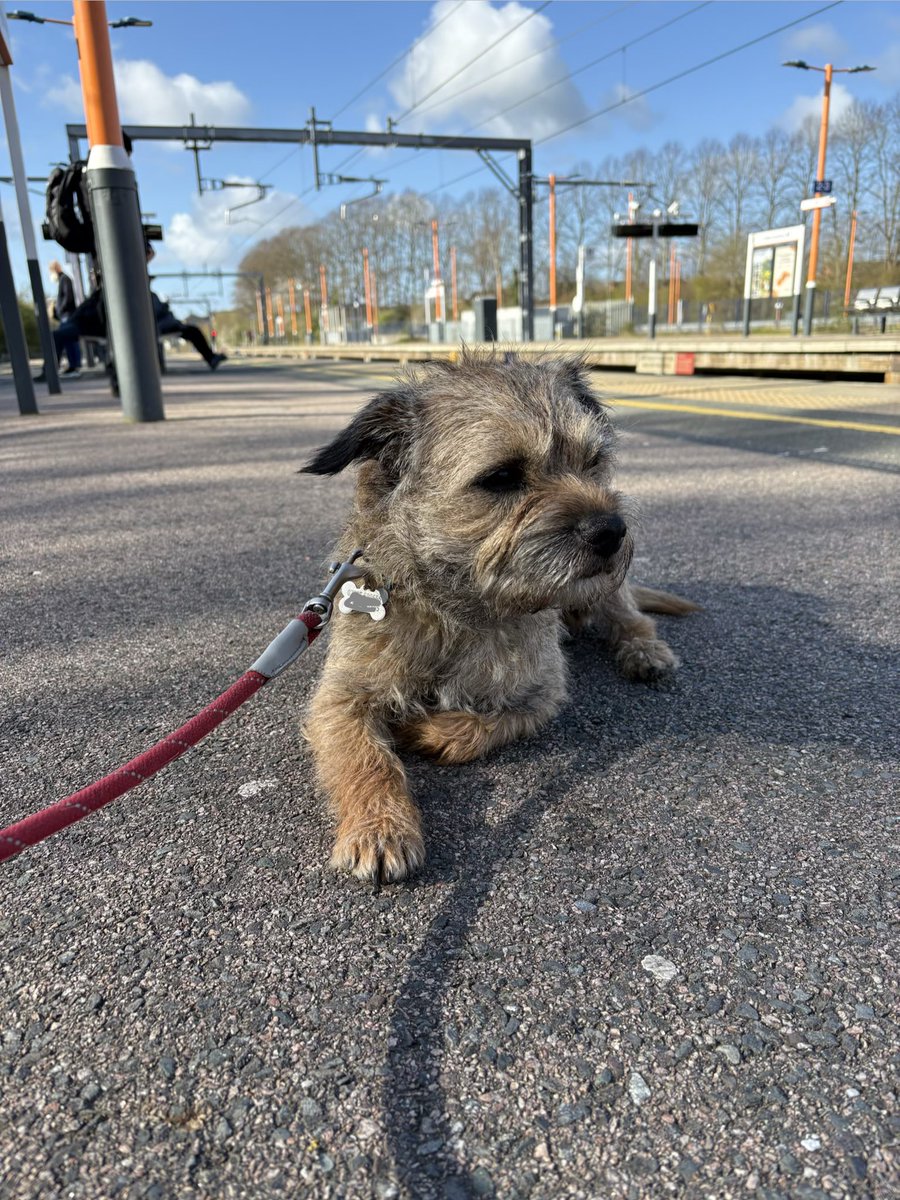 Sir Wilbur (CBE) 😊🐶 tweet media