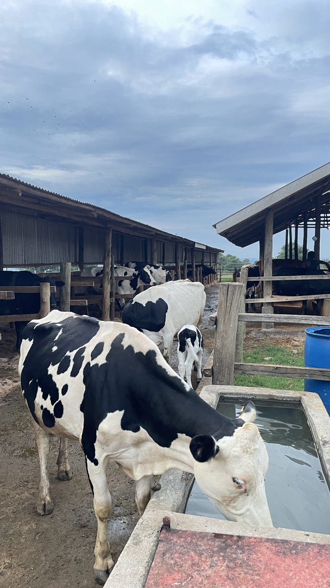 Animals’ Friend 𓃖 tweet media