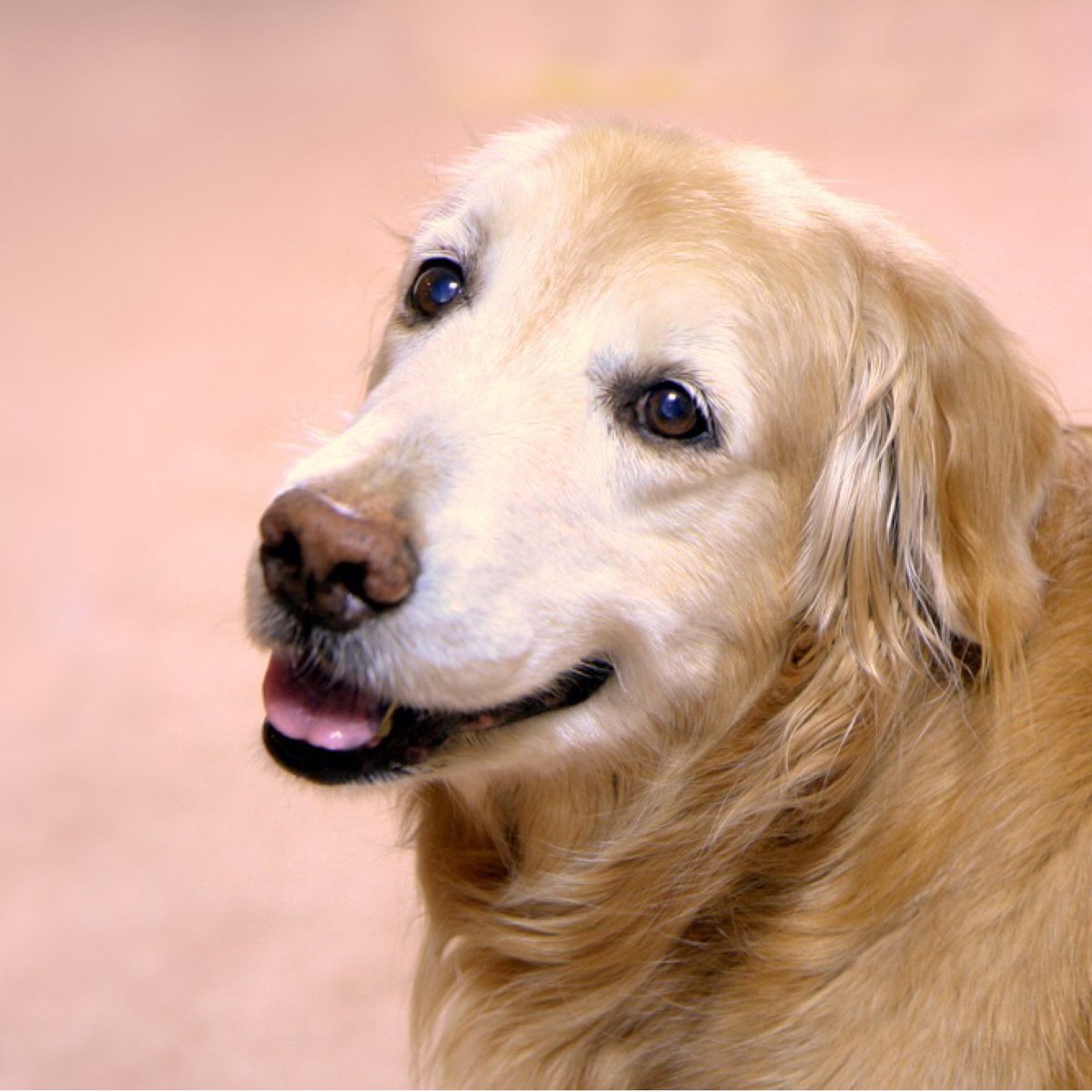 ゴールデンレトリバー🐕太郎 tweet media